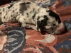Clarabelle