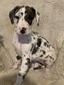 Clarabelle
