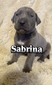 Sabrina