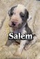Salem