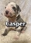 Casper